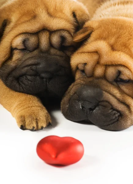 Dos Cachorros Sharpei Enamorados —  Fotos de Stock