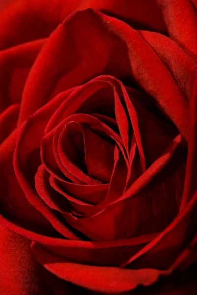 红玫瑰特写镜头 — 图库照片