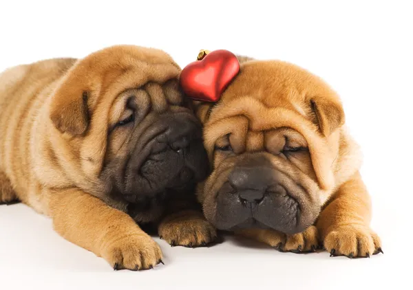 Two sharpei puppies in love — Stock Photo, Image
