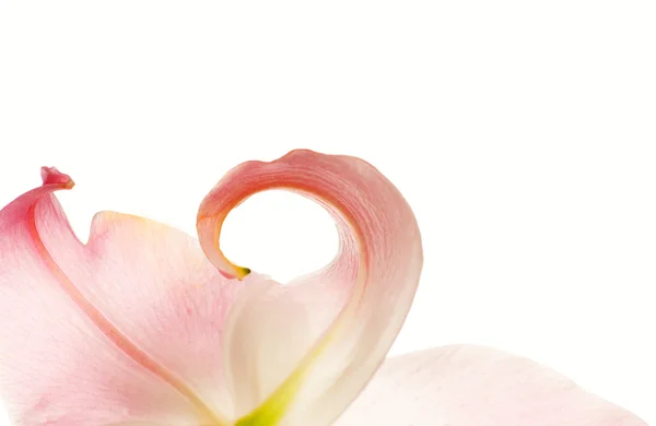Close Macro Shot Lily Flower — Stock Photo, Image