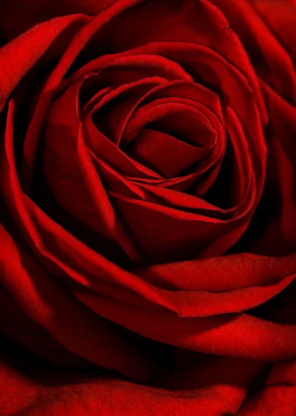 Czerwona Róża Strzał Szczegół — Zdjęcie stockowe