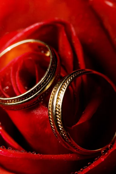 Wet Rose Two Golden Wedding Rings — Stock Photo, Image