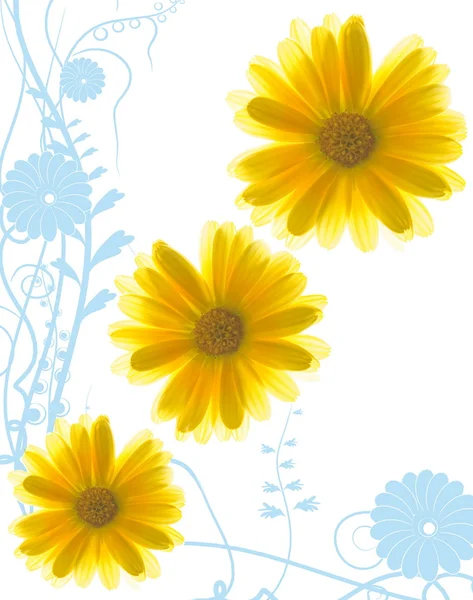 黄色的花朵在抽象的蓝色背景 — 图库照片