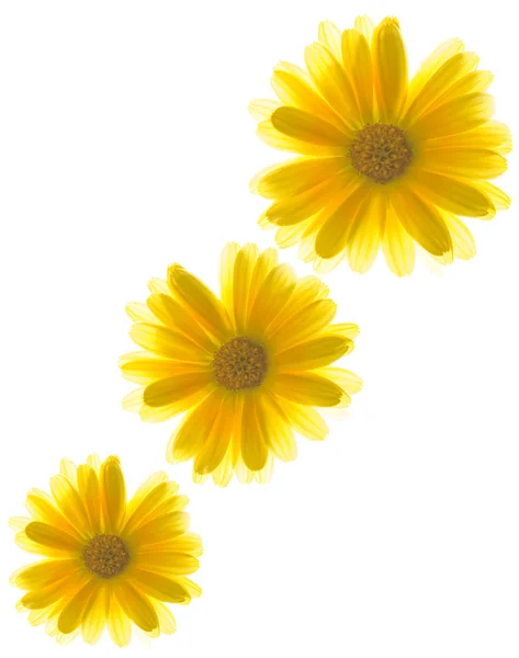 Żółte kwiaty na białym tle — Zdjęcie stockowe