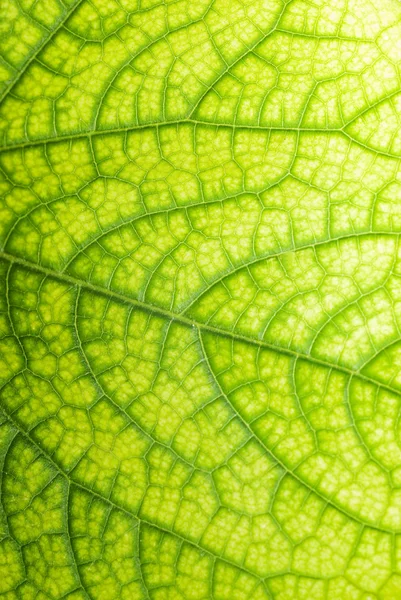 Πράσινο Φύλλο Υφή — Φωτογραφία Αρχείου