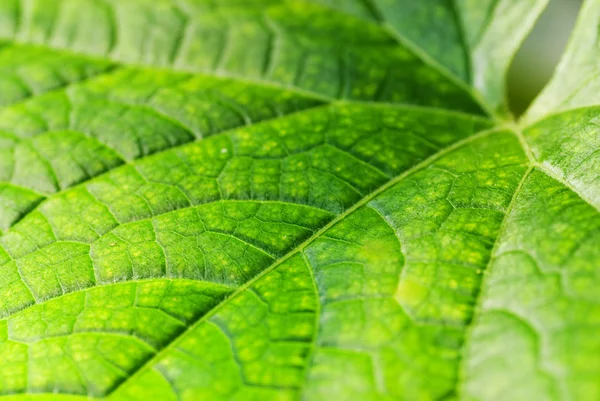 Leaf Texture — Stock Photo, Image