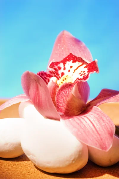 Orquídea Rosa Sobre Piedras Blancas — Foto de Stock