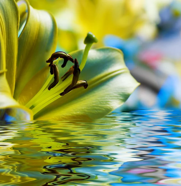 Lírio amarelo refletido na água fundida — Fotografia de Stock