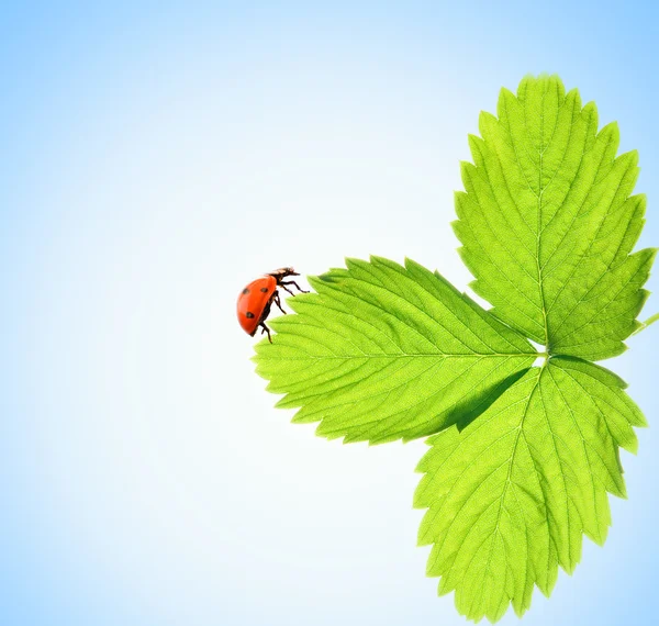 瓢虫坐在绿叶上 — 图库照片