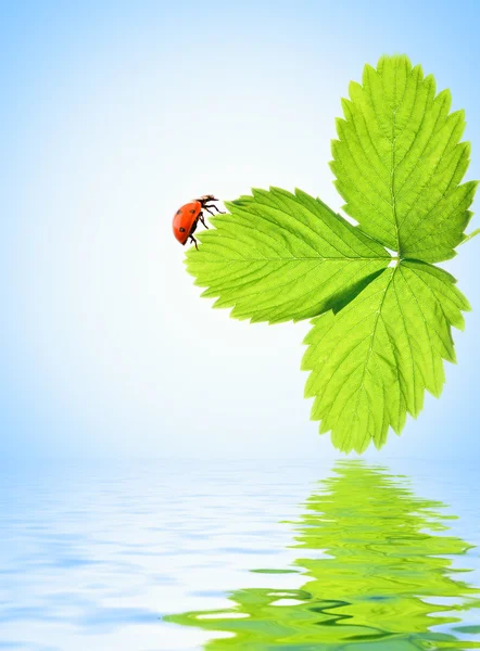 てんとう虫の緑の葉の上に座ってレンダリングされた水に反映 — ストック写真