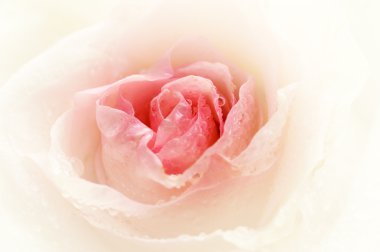 Close-up shot of a rose bud with water drops on petals clipart