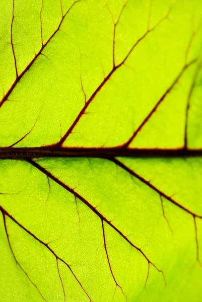 Textura Foliar — Fotografia de Stock