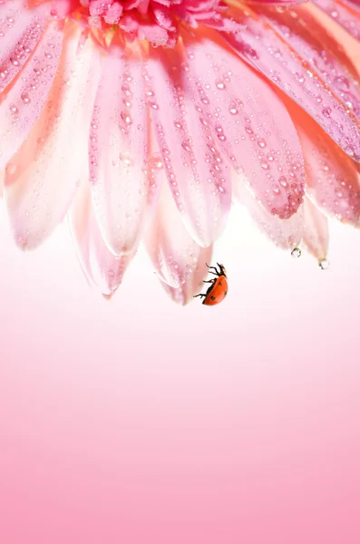 与它的花瓣上的瓢虫的美丽玫瑰花 — 图库照片