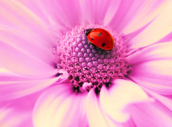Small ladybug sleeping on flower's petals — Stock Photo, Image