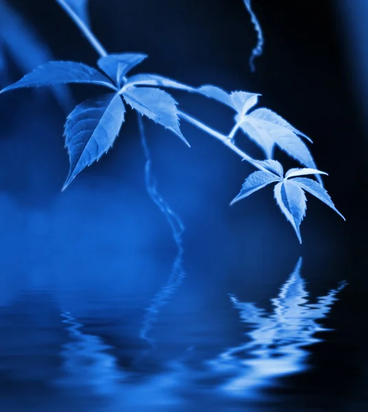 Folhas Verdes Refletidas Água Fundida — Fotografia de Stock