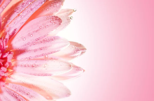 Vacker Rosa Blomma Med Vatten Droppar Kronblad — Stockfoto