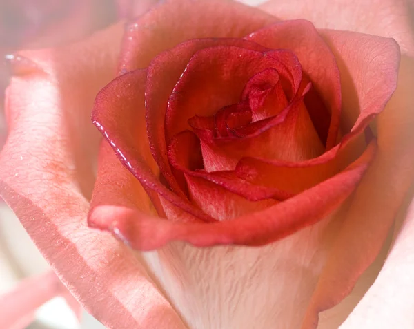 Close-up shot of a rose bud with water drops on petals — Stock Photo, Image