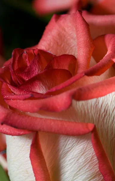 赤いバラのクローズ アップ ショット — ストック写真