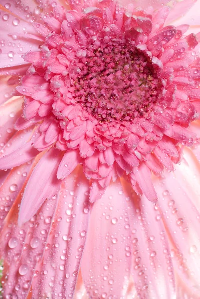 Astratto sfondo fiore — Foto Stock