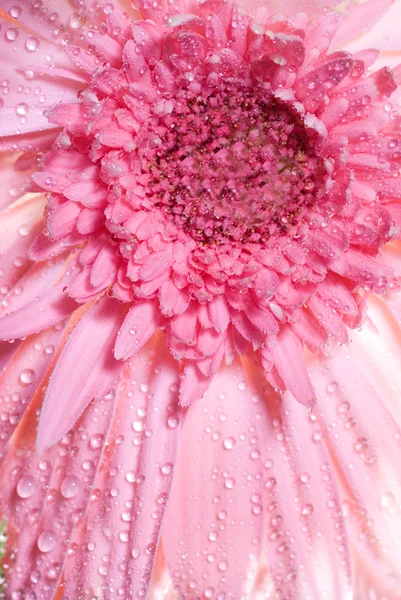 抽象的な花の背景 — ストック写真