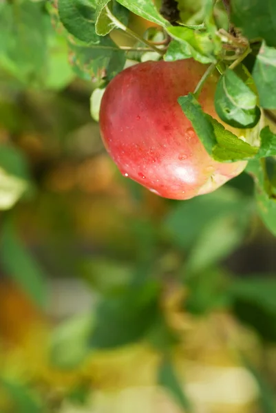 Ζουμερός Μήλο Έναν Κήπο — Φωτογραφία Αρχείου