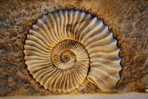 Hermosa concha marina —  Fotos de Stock