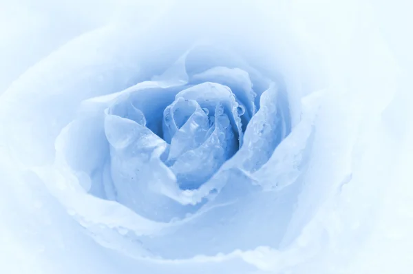 Close-up shot růže bud s vodou kapky na lístky (WC — Stock fotografie