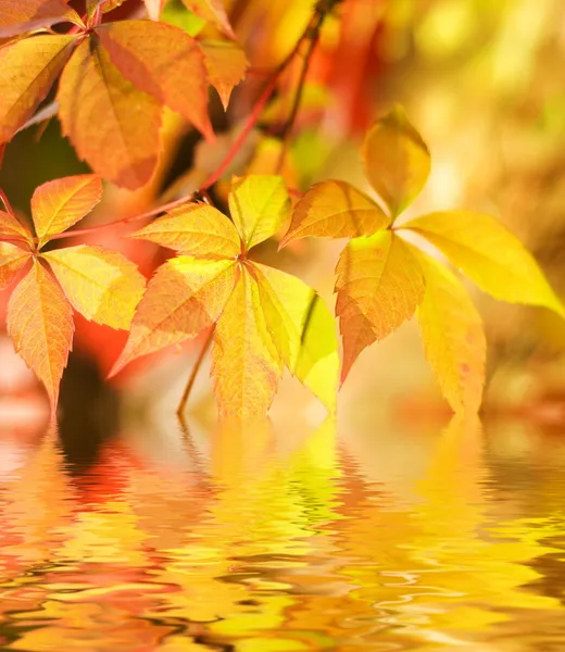 Feuilles d'automne dans l'eau fondue — Photo
