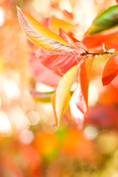 秋天的落叶 在抽象模糊的背景 非常浅的景深 重点放在第一片树叶上 — 图库照片