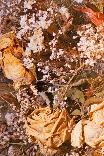 Ξηρά λουλούδια σύνθεση — Φωτογραφία Αρχείου