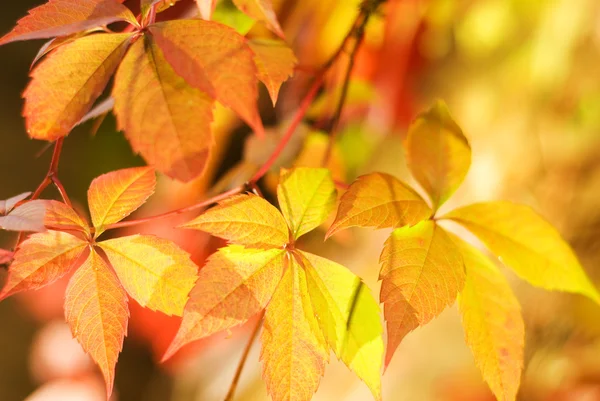 Folhas Outono Fundo Embaçado Abstrato Dof Muito Rasa Foco Primeira — Fotografia de Stock