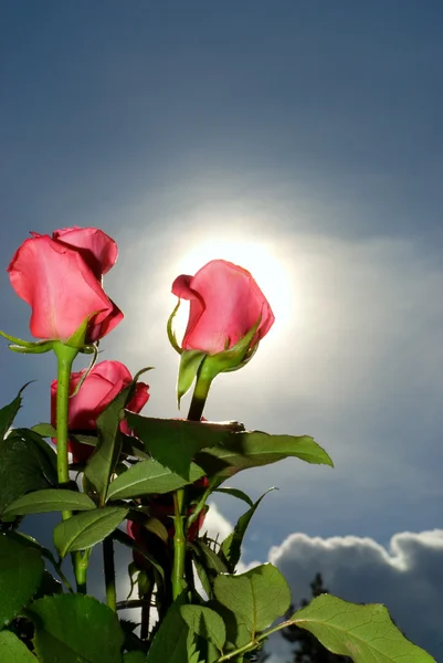Svazek Růží Nad Modrá Obloha — Stock fotografie
