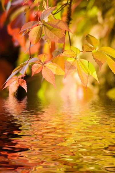 Feuilles d'automne dans l'eau fondue — Photo