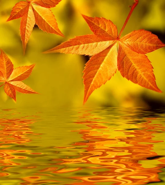 Feuilles d'automne reflétées dans l'eau fondue — Photo