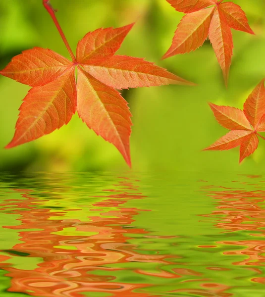 Herfstbladeren Weerspiegeld Gerenderde Water — Stockfoto