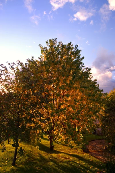 가을 경치 — 스톡 사진