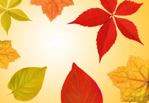 Podzimní Listí Hranice — Stock fotografie
