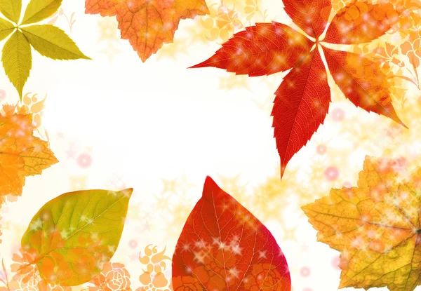 秋天树叶边框 — 图库照片