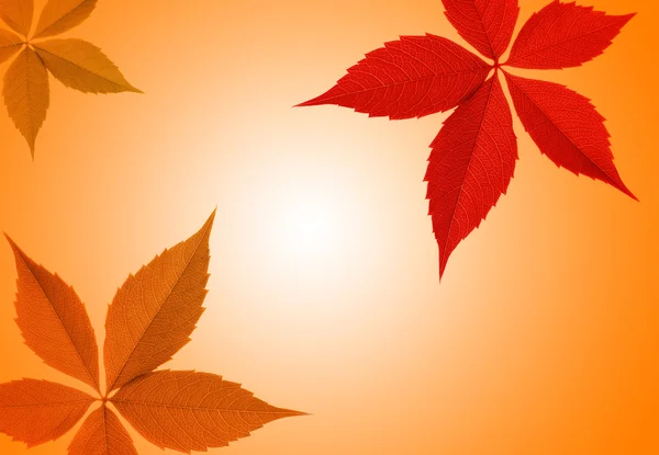 秋の葉の罫線 — ストック写真