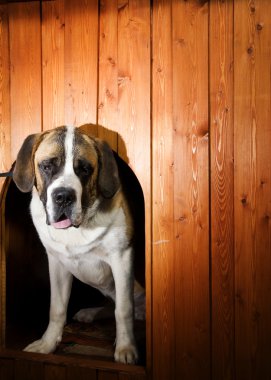 Beautiful St. Bernard dog in a doghouse clipart