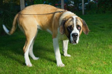 Beautiful St. Bernard dog on a green grass clipart