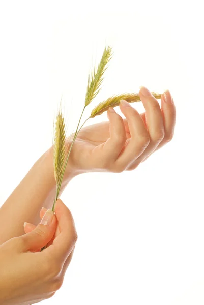 Frauenhand Mit Weizen Isoliert Auf Weißem Hintergrund — Stockfoto