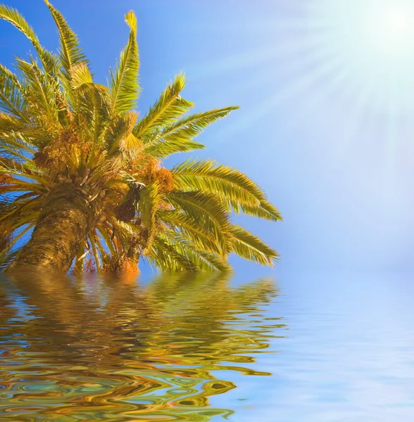 Palmiye Ağacı Işlenmiş Suya Yansıyan — Stok fotoğraf