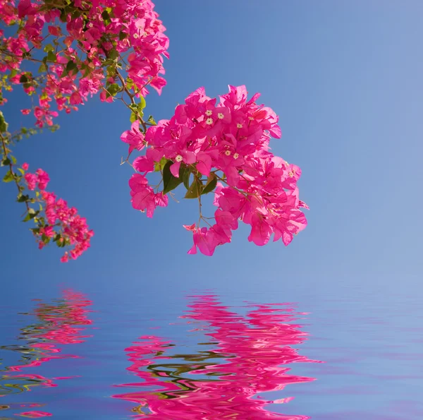Pembe Çiçekler Çok Güzel Işlenmiş Suya Yansıyan — Stok fotoğraf