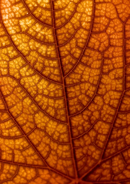 Textura Seca Folha Outono — Fotografia de Stock