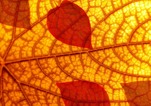 Höst Löv Konsistens — Stockfoto