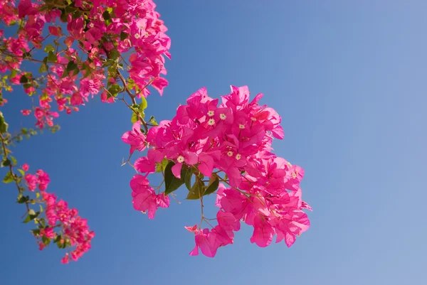 Schöne Rosa Blumen Über Blauem Himmel — Stockfoto
