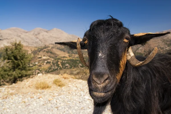 Mountain Goat — Stockfoto