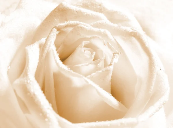 Close-up shot van een roos knop met waterdruppels op bloemblaadjes — Stockfoto