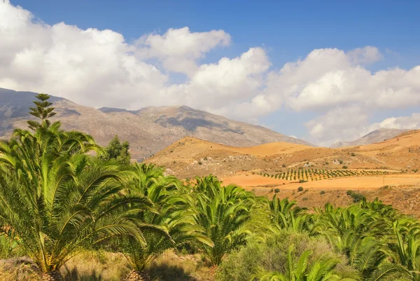 Prachtige landschap weergave naar de palm grove met mooie berg pe — Stockfoto
